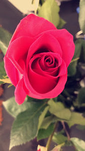 Meet your Posher, Rose